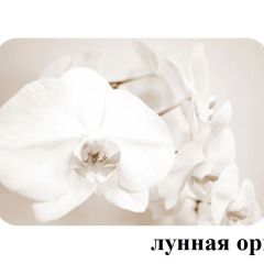 БОСТОН - 2 опоры Брифинг в Приобье - priobie.mebel24.online | фото 25